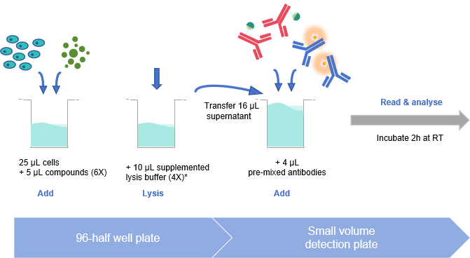 Add&Read Phospho-ERK1/2 (Thr202/Tyr204) Kit