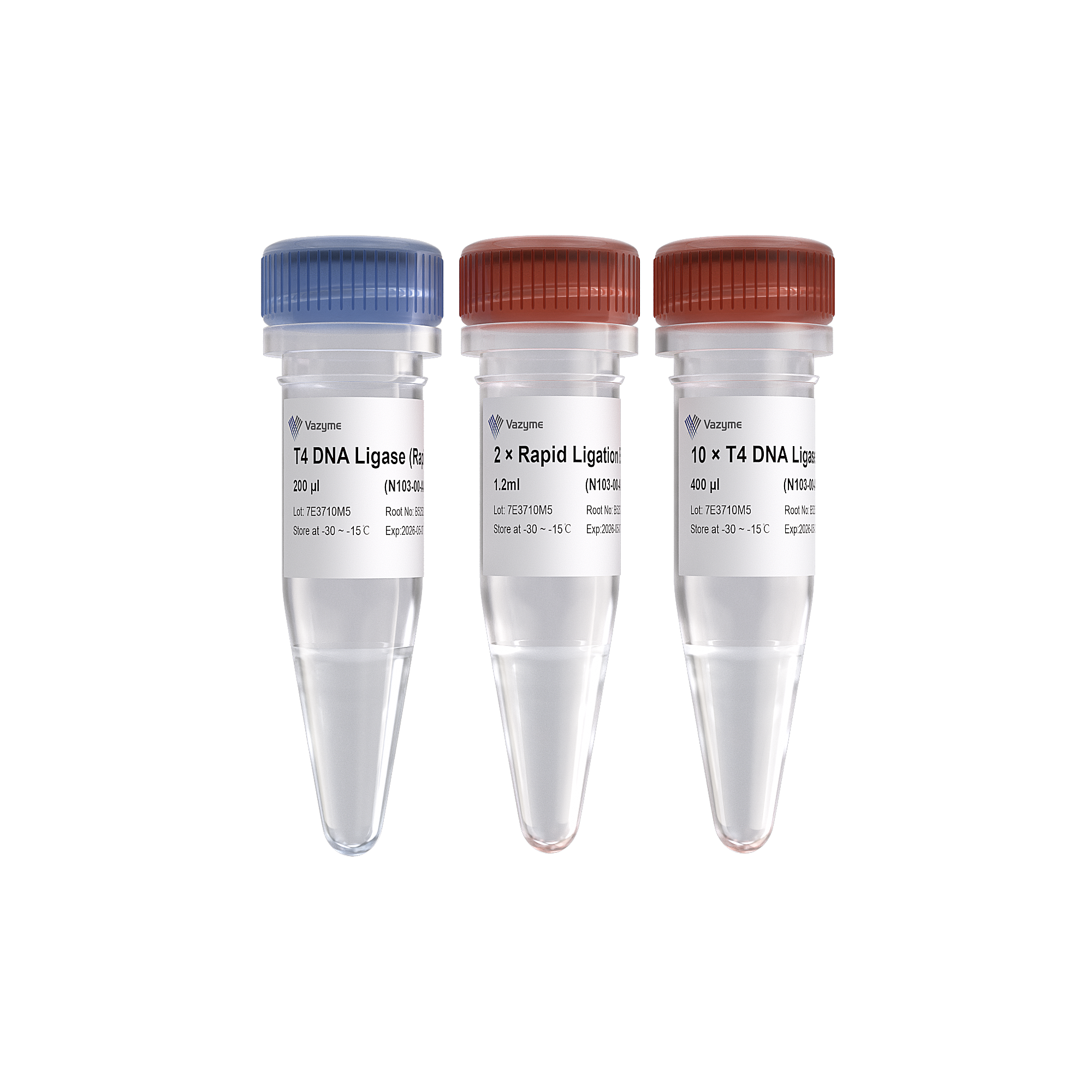 T4 DNA Ligase