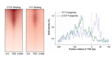 From ATAC to FOODIE: Transcription Factor Research Enters the Era of Cooperative Decoding