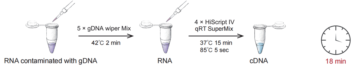 HiScript IV RT SuperMix for qPCR (+gDNA wiper)