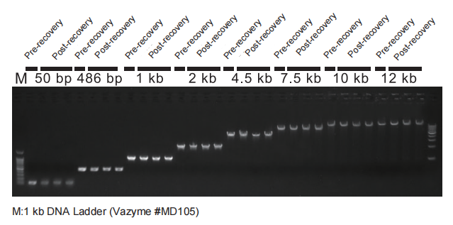 Vazyme-FastPure Gel DNA Extraction Mini Kit