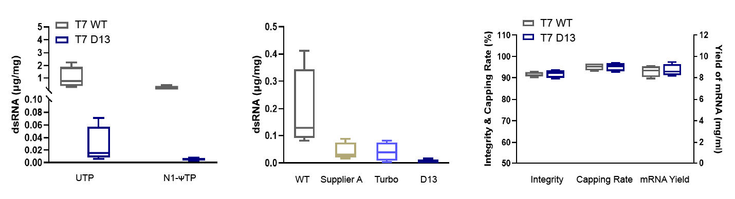 T7 Pure RNA Polymerase (200 U/&mu;l, GMP Grade) 