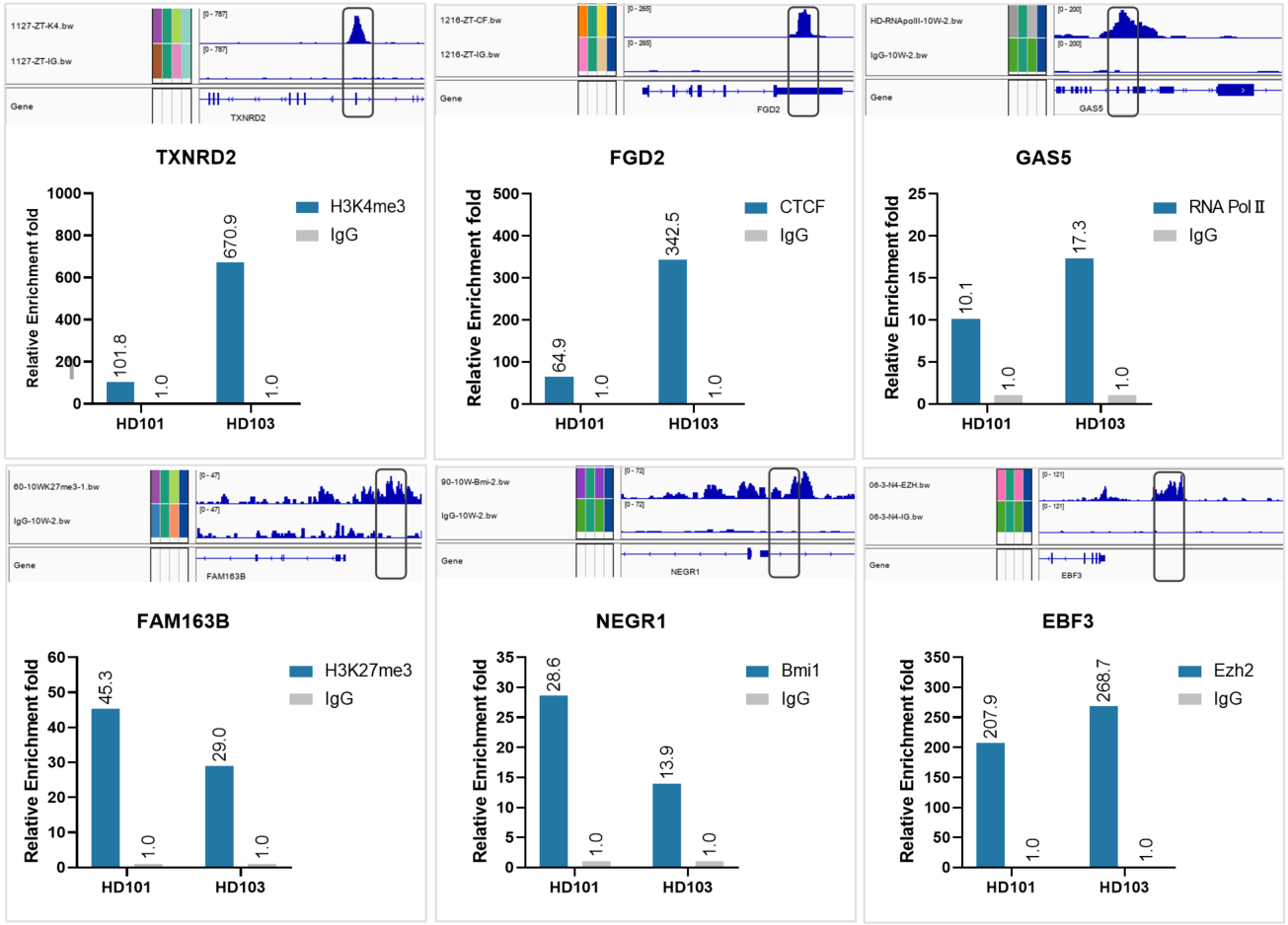 Hyperactive pA/G-MNase CUT&RUN Assay Kit for PCR/qPCR