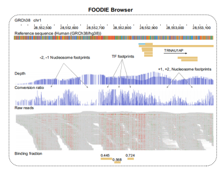 From ATAC to FOODIE: Transcription Factor Research Enters the Era of Cooperative Decoding