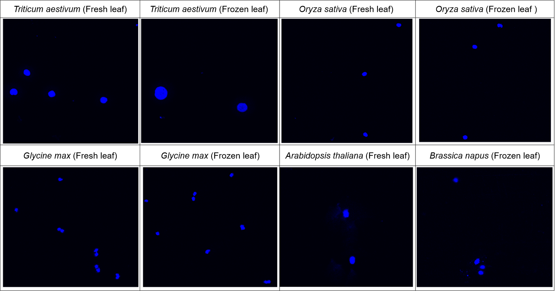 Hyperactive Plant Nuclear Extraction Kit