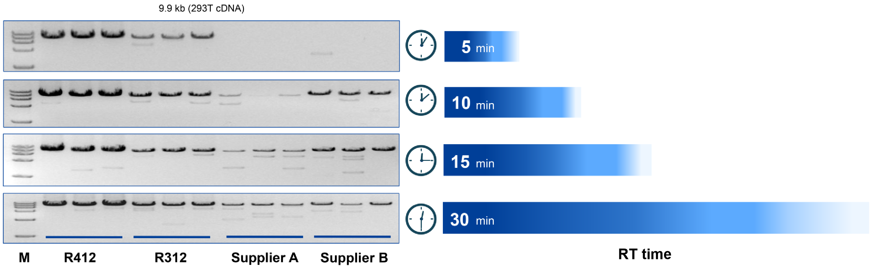HiScript IV 1st Strand cDNA Synthesis Kit (+gDNA wiper)