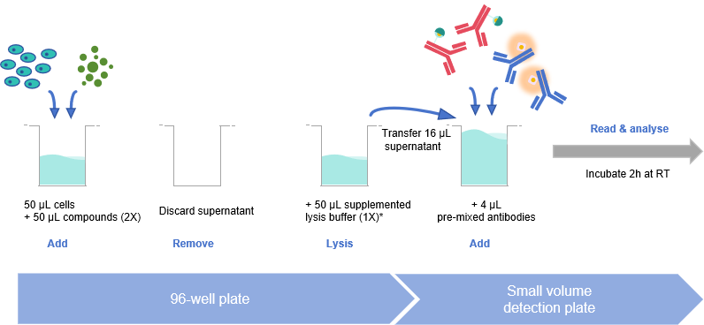 Add&Read Phospho-ERK1/2 (Thr202/Tyr204) Kit