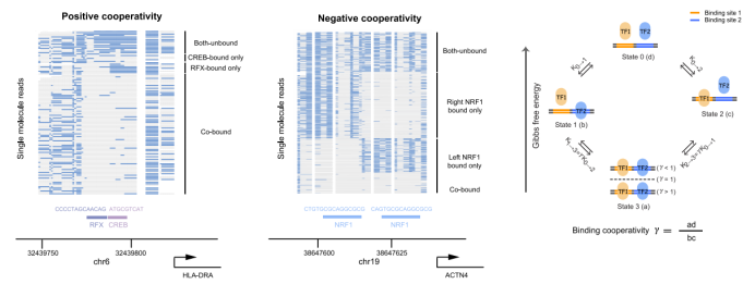 From ATAC to FOODIE: Transcription Factor Research Enters the Era of Cooperative Decoding