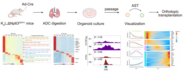 Is ChIP Still Enough? CUT&Tag is Emerging as a New Standard in Epigenetics