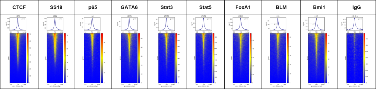 Is ChIP Still Enough? CUT&Tag is Emerging as a New Standard in Epigenetics