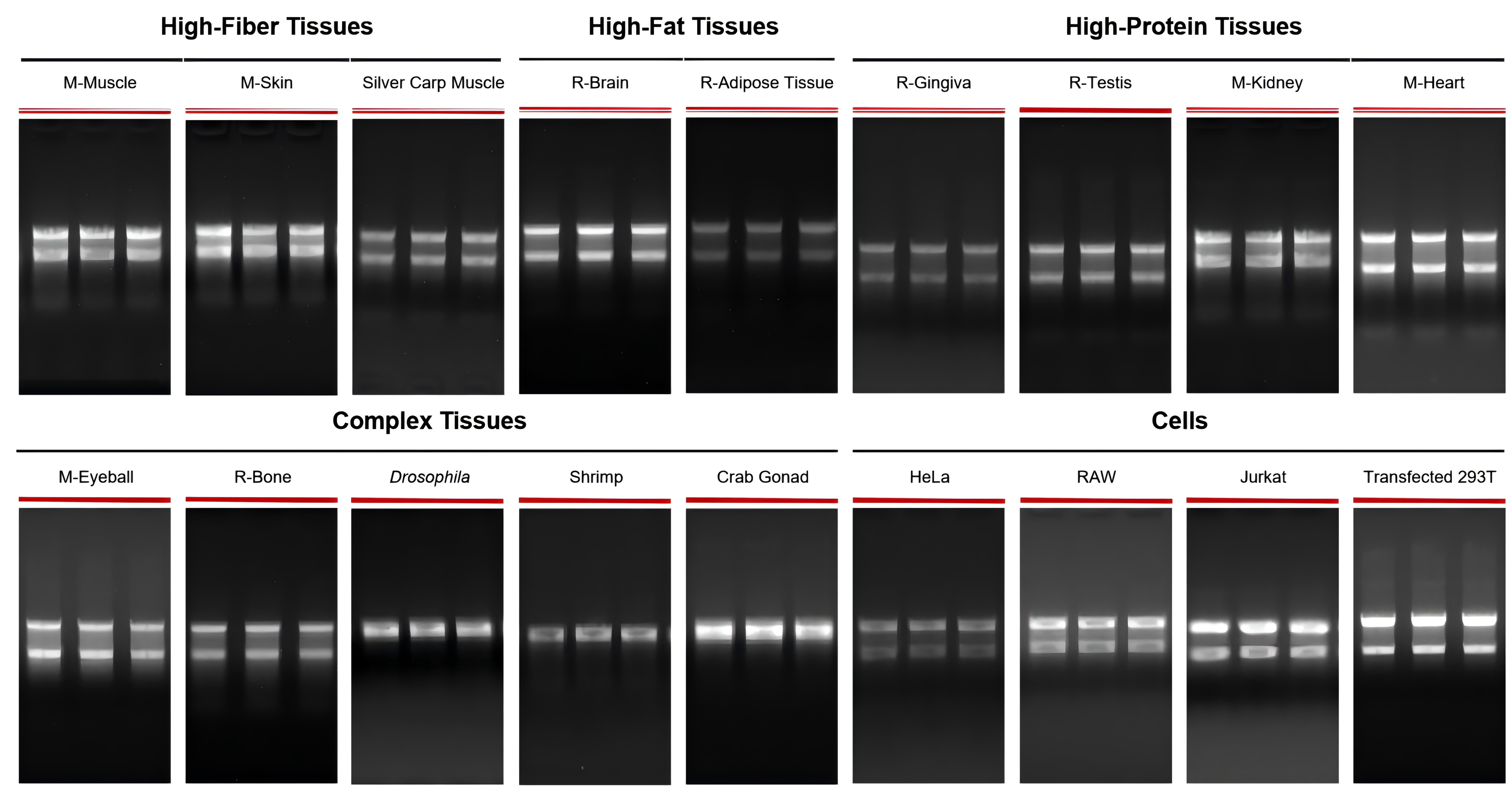 FastPure Cell/Tissue Total RNA Isolation Kit V3