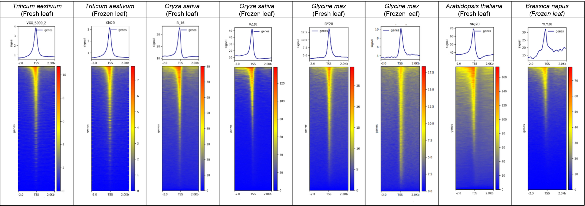 Hyperactive Plant Nuclear Extraction Kit