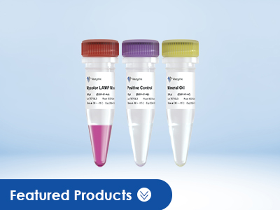Mycoplasma Detection