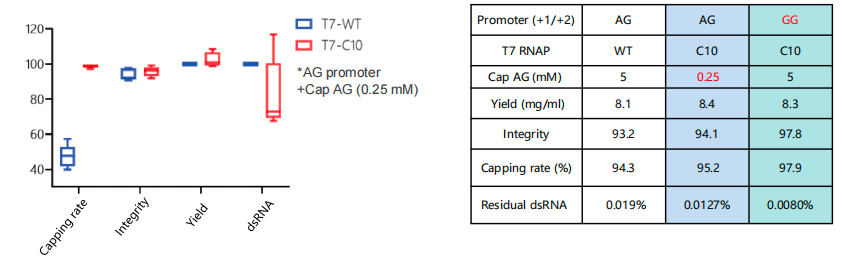 T7 CapMax RNA Polymerase (200 U/&mu;l, GMP Grade) 