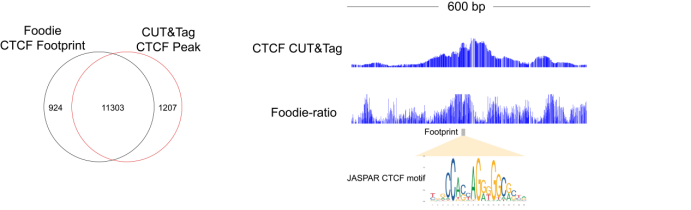 From ATAC to FOODIE: Transcription Factor Research Enters the Era of Cooperative Decoding