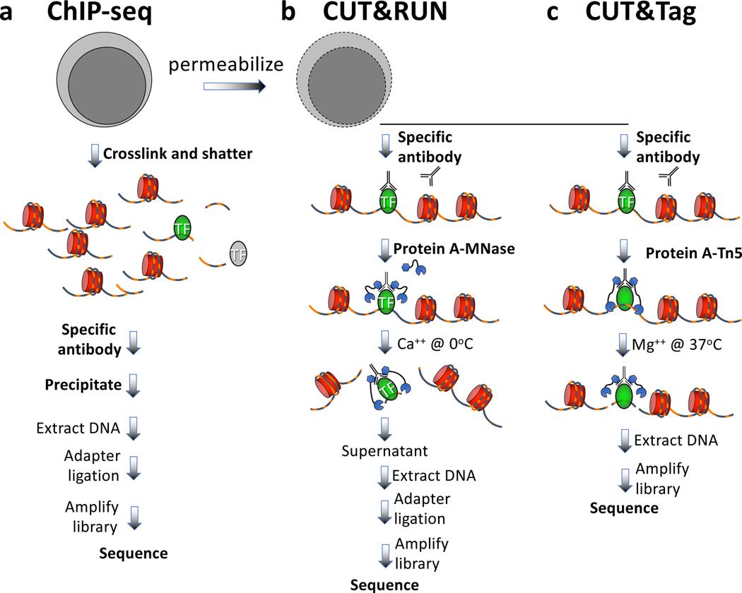 Is ChIP Still Enough? CUT&Tag is Emerging as a New Standard in Epigenetics