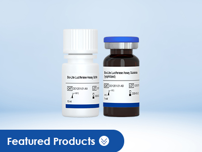 Luciferase Reporter Assay 