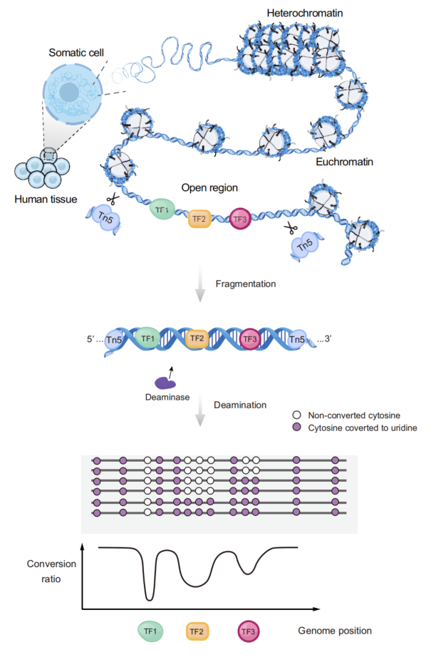 From ATAC to FOODIE: Transcription Factor Research Enters the Era of Cooperative Decoding