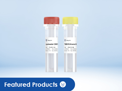 High-Efficiency Transfection