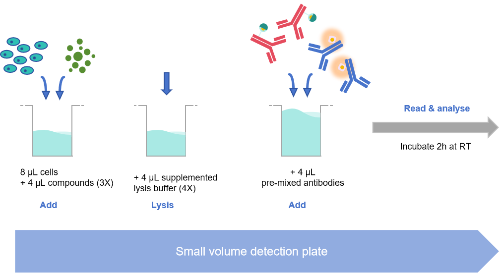 Add&Read Phospho-ERK1/2 (Thr202/Tyr204) Kit