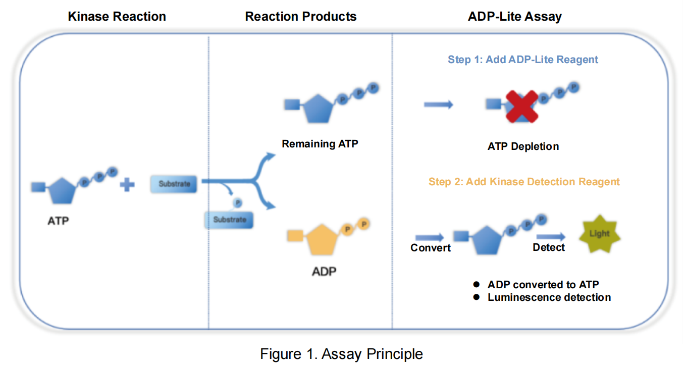 ADP-Lite Kinase Assay